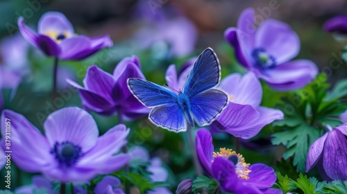Blue Butterfly Amongst Purple Flowers