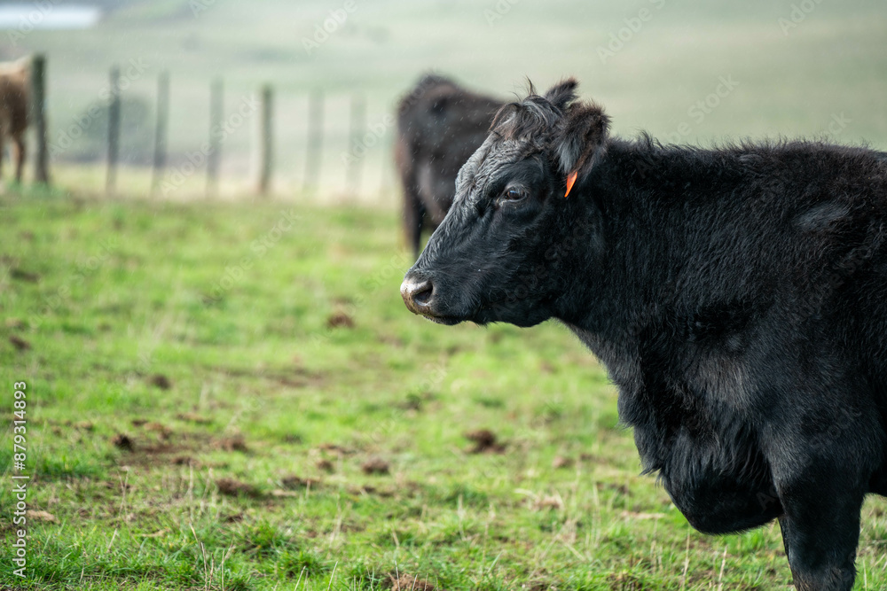 Cows in a field on a farm in spring on green field Cows in a field on a farm in spring on green field
