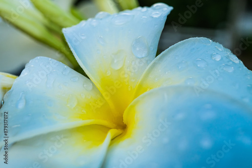 Raindrops on a frangipani flower after the rain