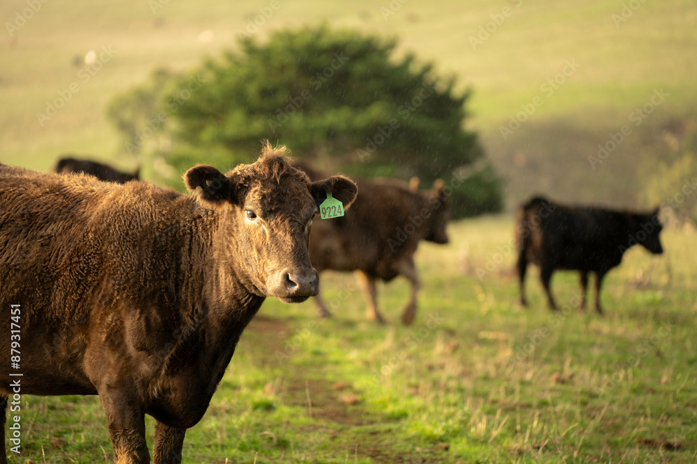 Beef cows and calves grazing on grass in a free range field, in Australia. eating hay and silage. breeds include murray grey, angus and wagyu Beef cows and calves grazing on grass in a free range field, in Australia. eating hay and silage. breeds include murray grey, angus and wagyu