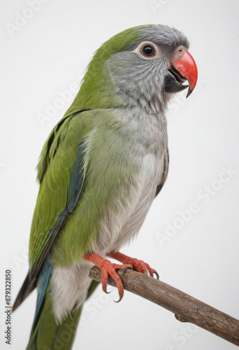 Parrot, isolated on a white background in commercial photography