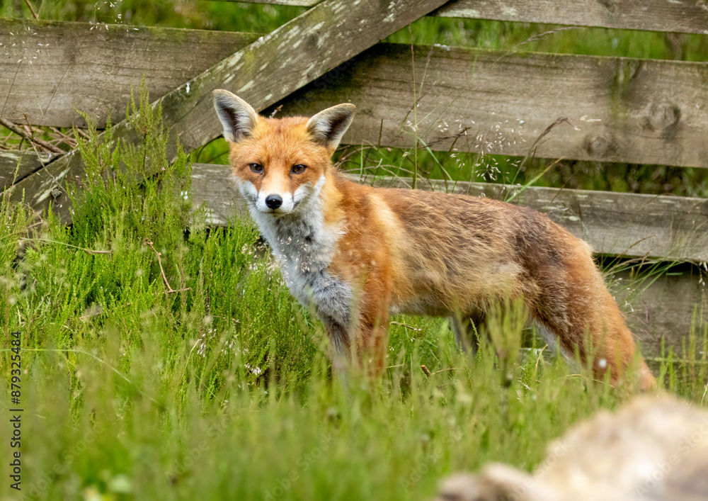 Fox in the forest during daylight Fox in the forest during daylight