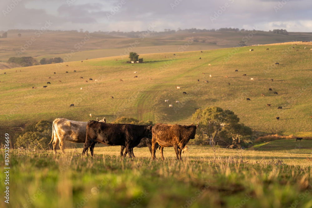 Beef cows and calves grazing on grass on a beef cattle farm in Australia. breeds include murray grey, angus and wagyu. sustainable agriculture practice storing carbon in australia Beef cows and calves grazing on grass on a beef cattle farm in Australia. breeds include murray grey, angus and wagyu. sustainable agriculture practice storing carbon in australia
