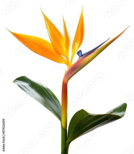 PNG Flower plant petal leaf.