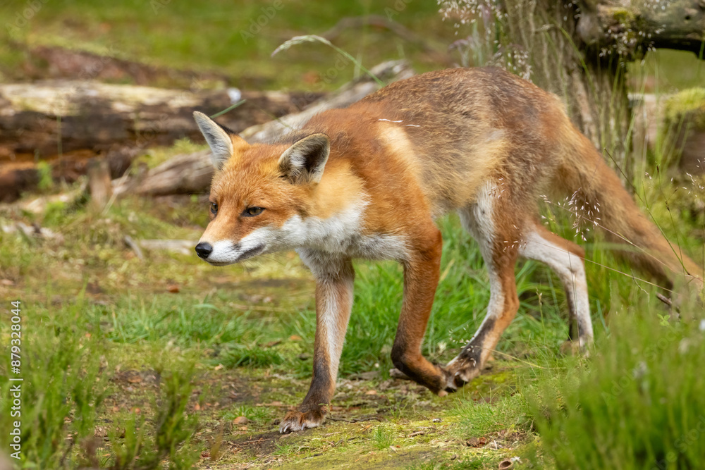 Fox in the forest during daylight Fox in the forest during daylight