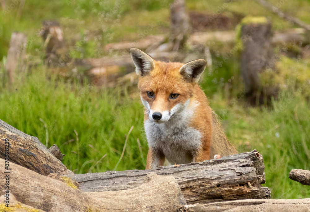 Fox in the forest during daylight Fox in the forest during daylight