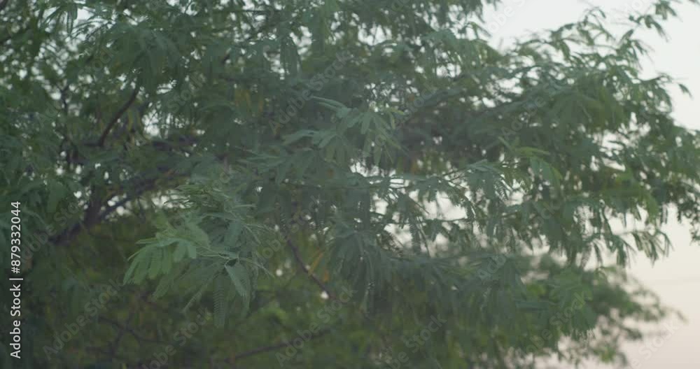 Selective focus on branches of tree in Riffa Selective focus on branches of tree in Riffa