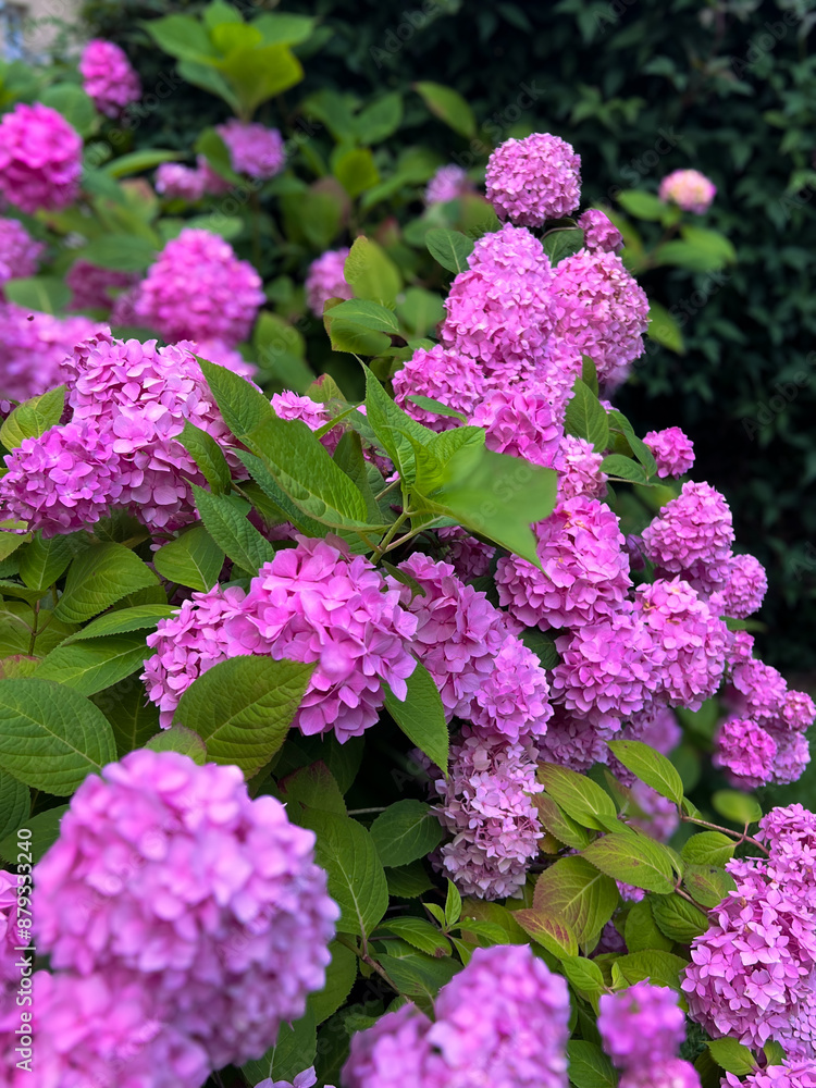 The pink hydrangea flower is such a timeless and glamorous flower. The pink hydrangea flower is such a timeless and glamorous flower.
