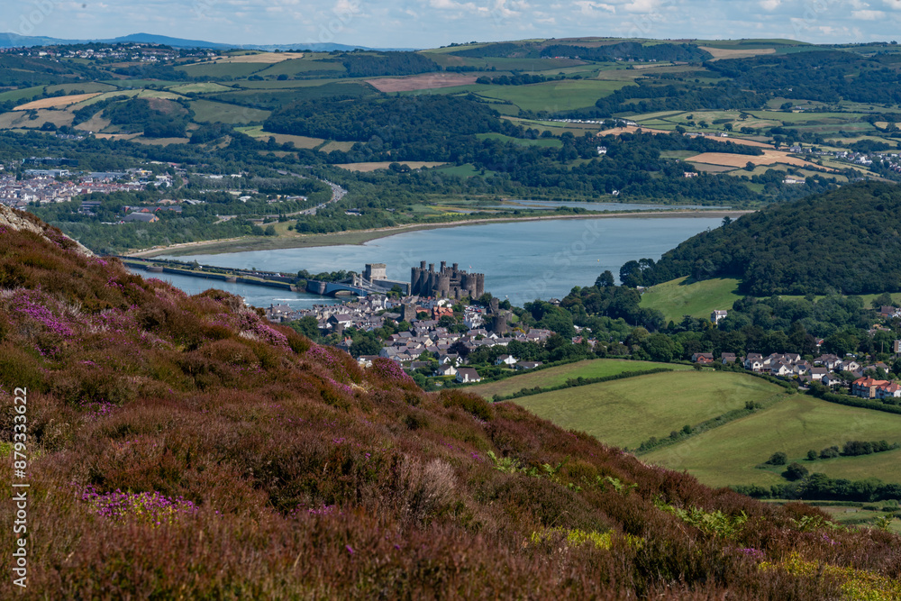 Naklejka premium Heather in full bloom on Conwy Mountain North Wales