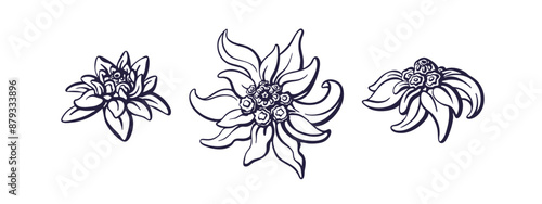 Edelweiss flower in bloom. Mountain isolated plant