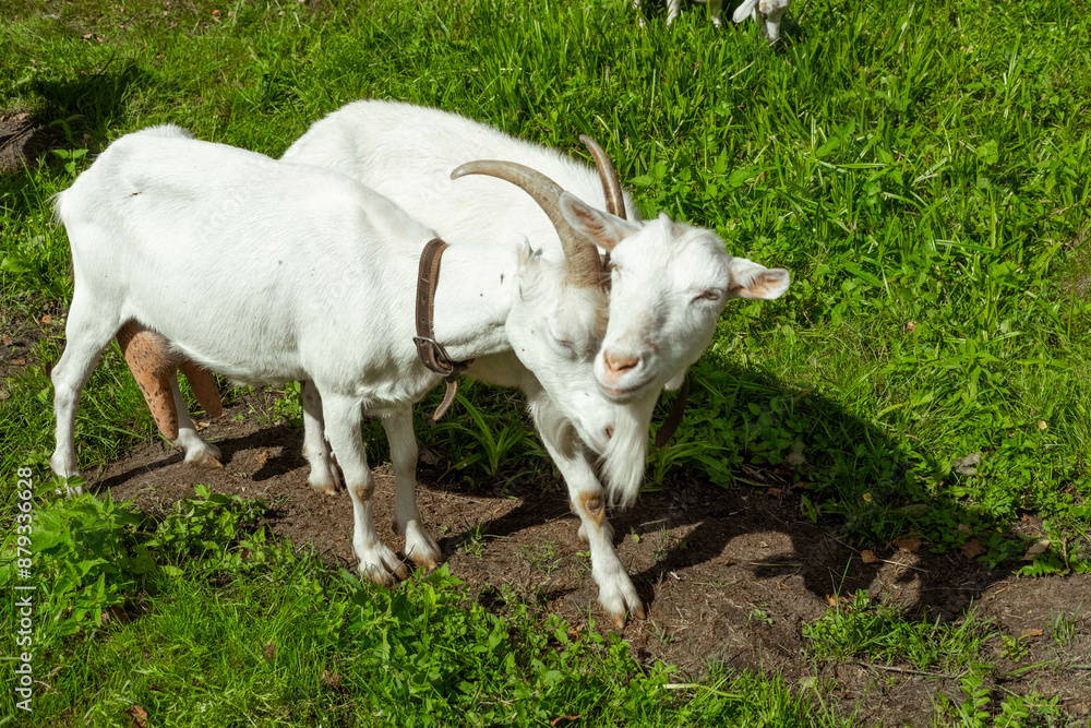 White goats in a meadow of a goat farm. White goats White goats in a meadow of a goat farm. White goats