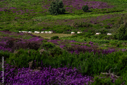 Heather in full bloom on Conwy Mountain North Wales