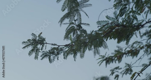 Branches of tree in dusk sky in Riffa photo