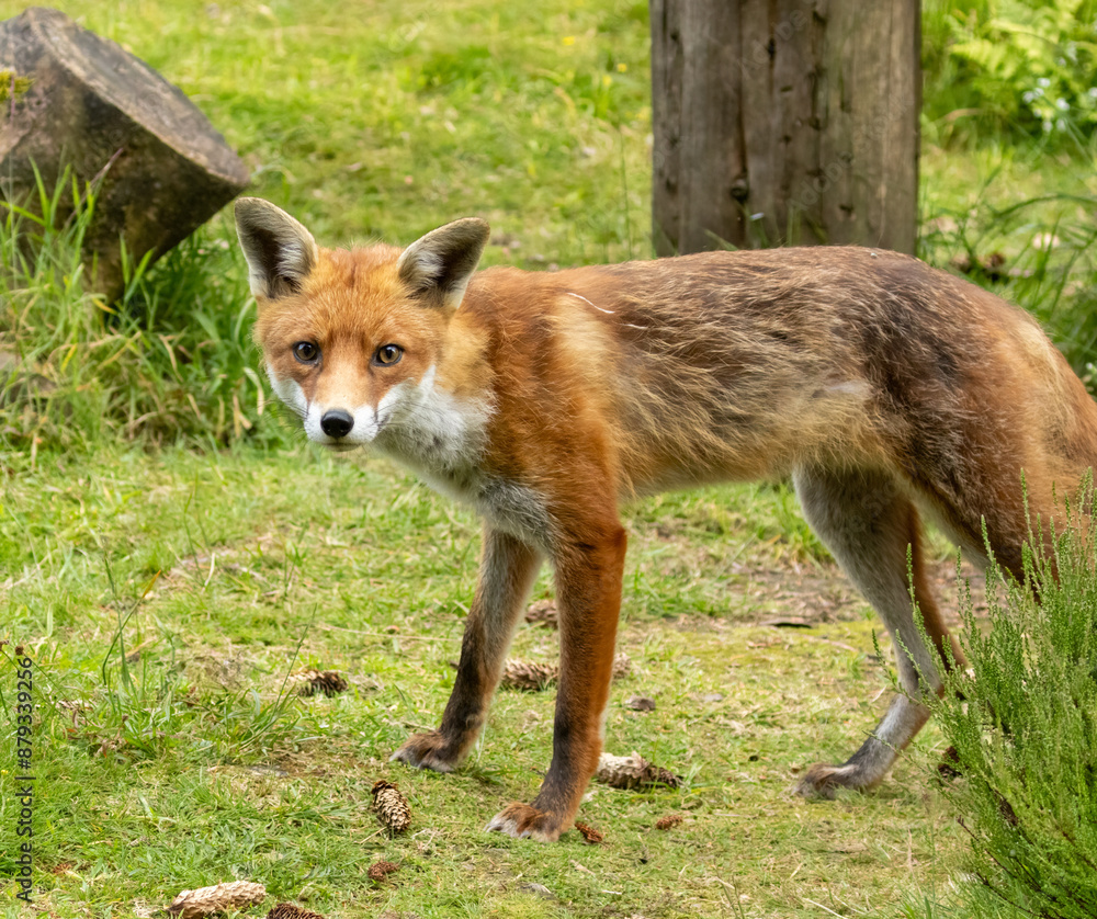 Fox in the forest during daylight Fox in the forest during daylight