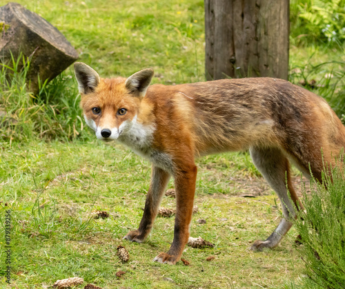 Fox in the forest during daylight