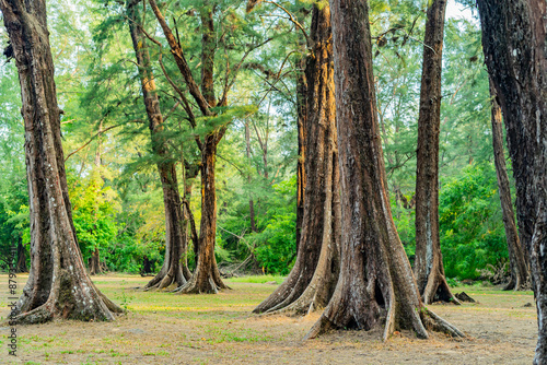 Pine trees that grow by the sea in the national park