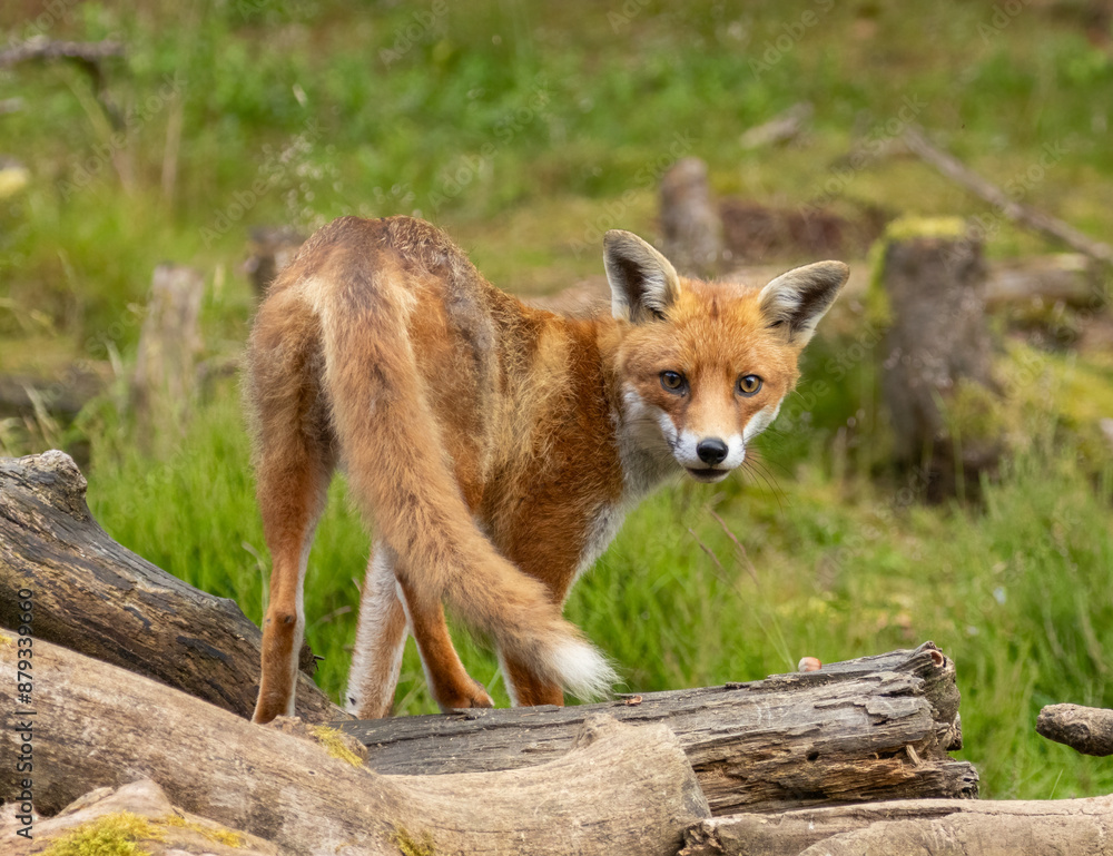 Fototapeta premium Fox in the forest during daylight
