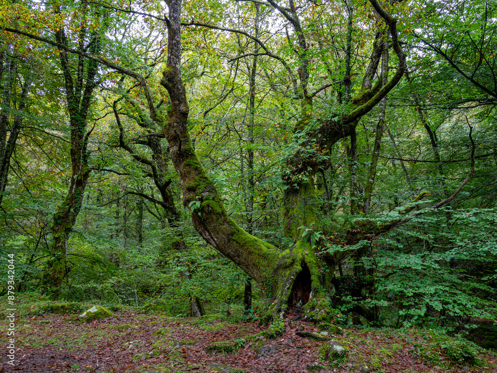 Obraz premium parque natural del Saja-Besaya, Cantabria, Spain