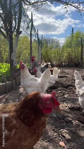 domestic chickens in a subsidiary farm