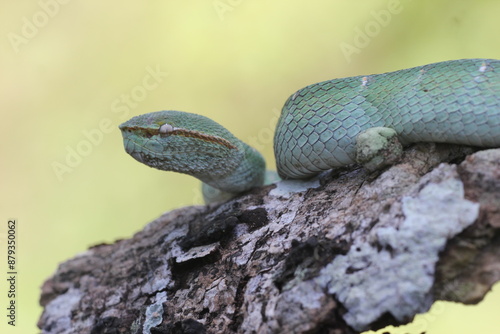 snake, viper snake, viper tropidolaemus subannulatus perched on a dry wood grove in the forest of Kalimantan
 photo