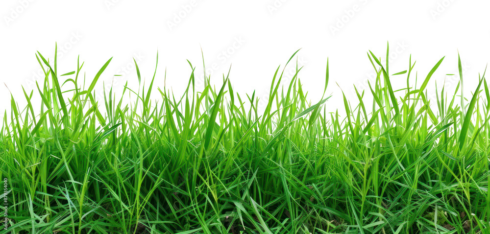 PNG Real grass borders backgrounds plant green. PNG Real grass borders backgrounds plant green.