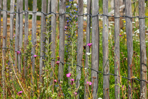 Alter Gartenzaun aus Holz mit Blumenwiese, Deutschland photo