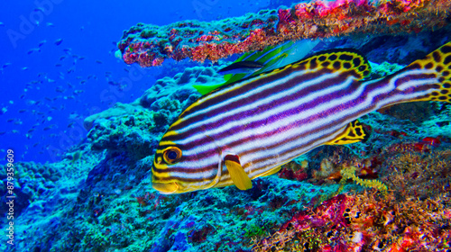 Striped Oriental Sweetlips, Plectorhinchus orientalis, North Ari Atoll, Maldives, Indian Ocean, Asia