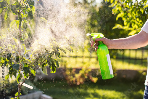 Garden sprayer. The gardener sprays apple tree in the garden with a spray bottle. Pest control concept. Caring for garden plants.