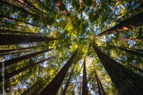 green forest in the morning