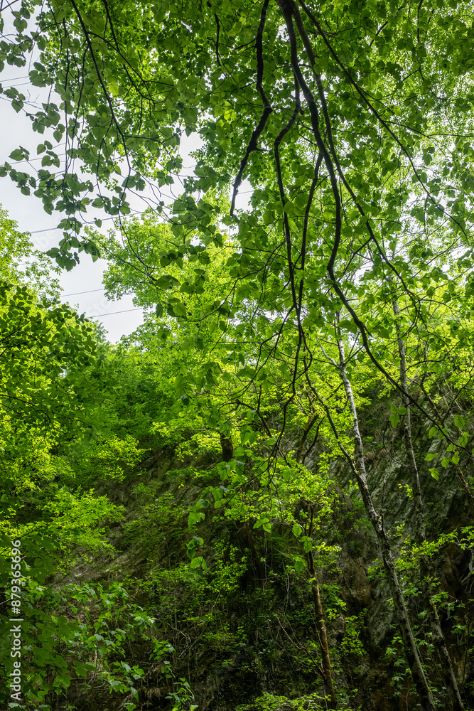 Green leaves against the blue sky under the sun. Summer forest landscape. Green leaves against the blue sky under the sun. Summer forest landscape.