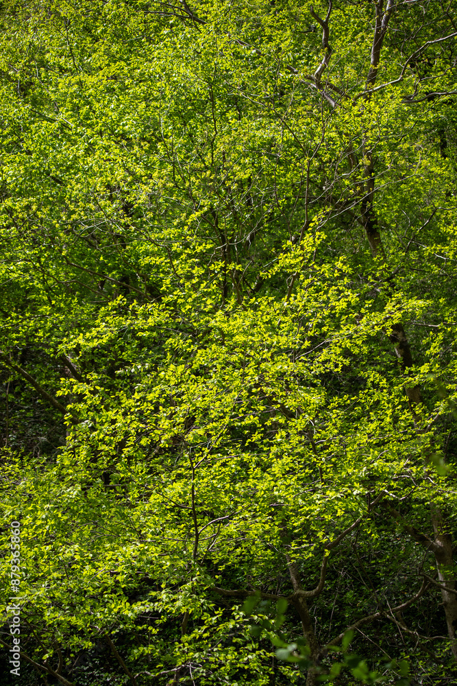 Green tree leaves on a blurred nature background. Green tree leaves on a blurred nature background.