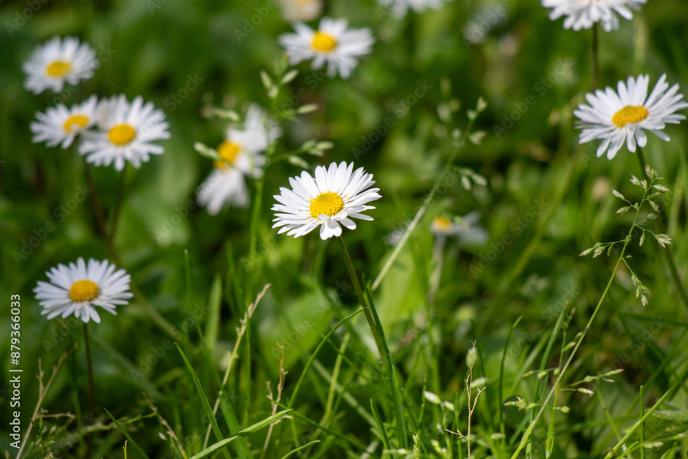 White field daisies in green grass. White field daisies in green grass.