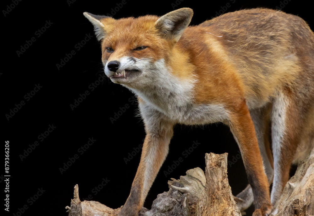 Fototapeta premium Close up of a beautiful fox eating with black background