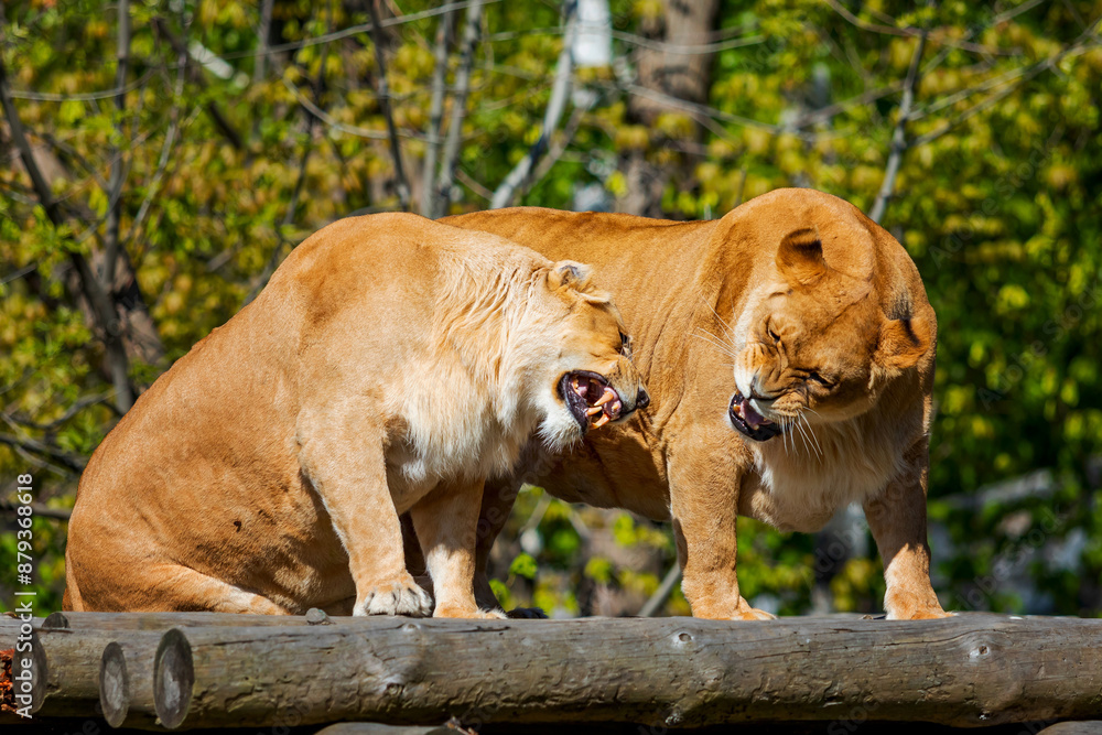 Lionesses Snarling on Wooden Perch Lionesses Snarling on Wooden Perch