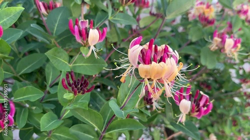 Wallpaper Mural Common honeysuckle or Lonicera periclymenum pink and peach bicolor flowers in bloom, close-up. Torontodigital.ca
