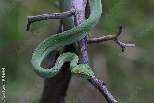 snake, viper snake, a viper torpedolaemus subannulatus photo