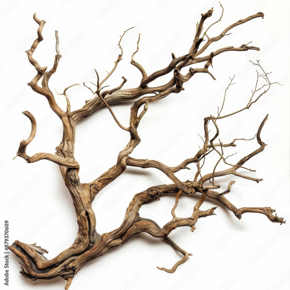 A gnarled and twisted tree branch isolated on a white background. A gnarled and twisted tree branch isolated on a white background.