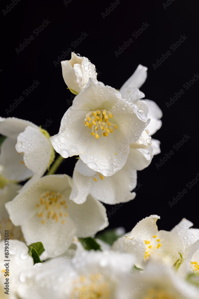 wet white jasmine flowers in the spring season wet white jasmine flowers in the spring season