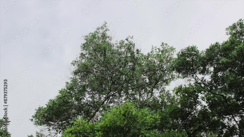 the beauty of the trees blowing in the wind the beauty of the trees blowing in the wind