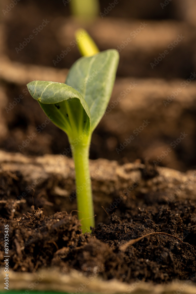 the first sprouts of pumpkin and watermelon in paper pots the first sprouts of pumpkin and watermelon in paper pots