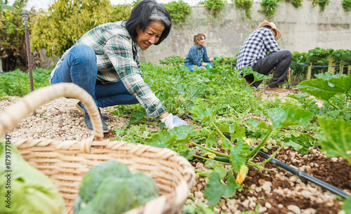 Asian woman collecting organig vegetables at city  farm outdoor- Gardening, local food product and sustainable work concept - Main focus on face photo