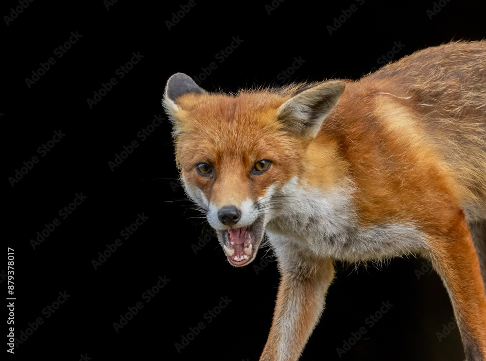 Fototapeta premium Close up of a beautiful fox eating with black background