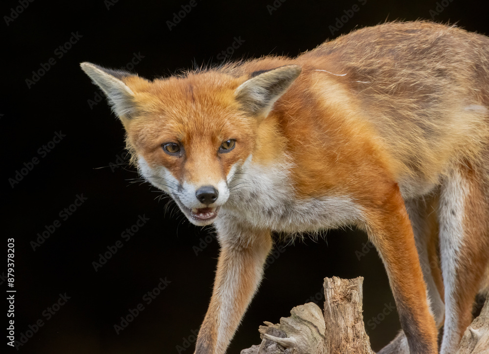Fototapeta premium Close up of a beautiful fox eating with black background