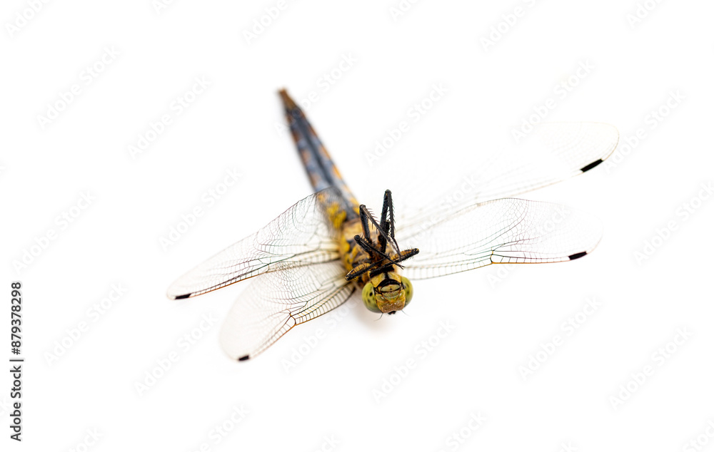 Dragonfly isolated on white background. Dragonfly isolated on white background.