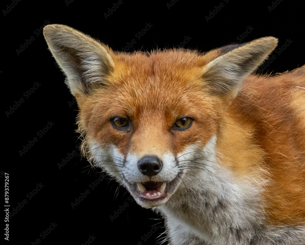 Fototapeta premium Close up of a beautiful fox eating with black background