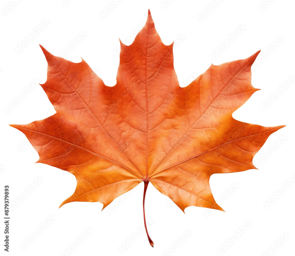 Obraz premium PNG Maple plant leaf tree.