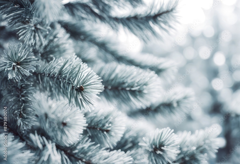 fir tannenbaum spruce tree olated release iss christmaseve conifer christmastree dichter white christmas fir tannenbaum spruce tree olated release iss christmaseve conifer christmastree dichter white christmas