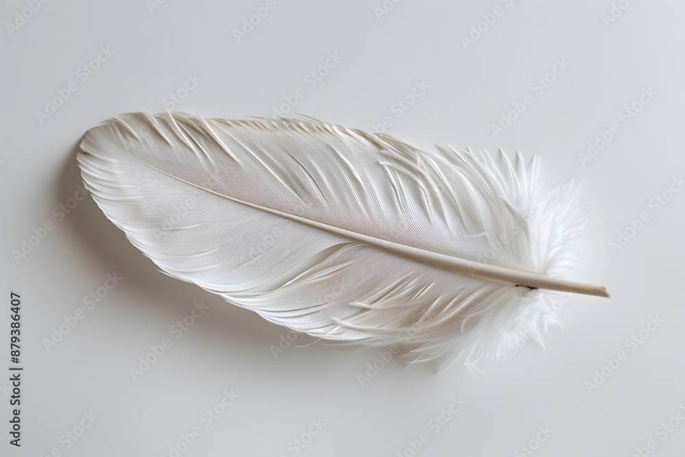 Obraz premium Delicate White Feather on a Clean Background