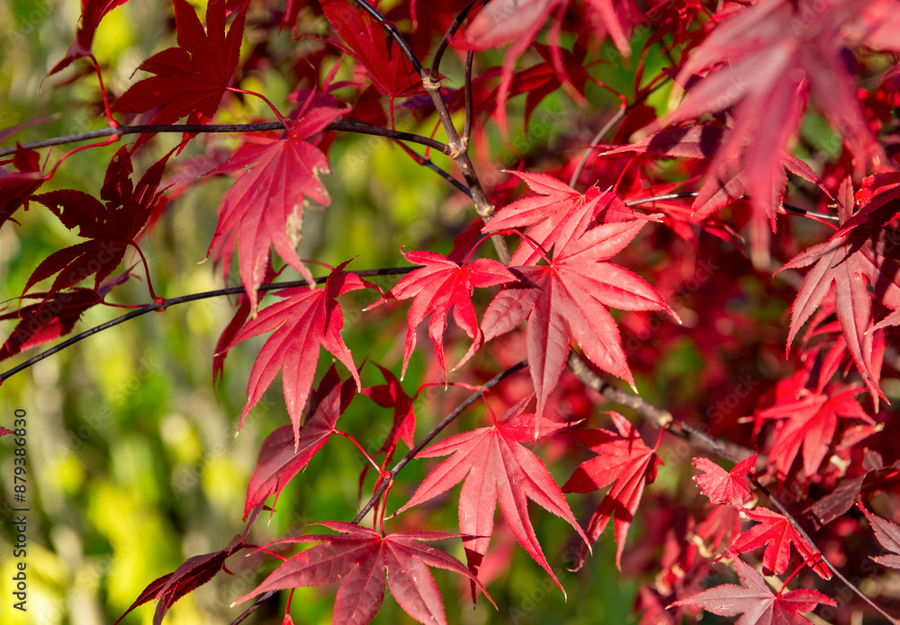 closeup on beautiful red leaf of a japanese maple tree growing in a park closeup on beautiful red leaf of a japanese maple tree growing in a park