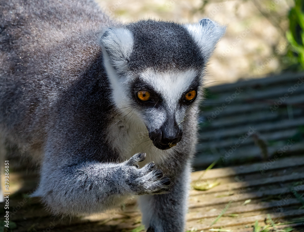 Fototapeta premium captive zoo animals in their cages